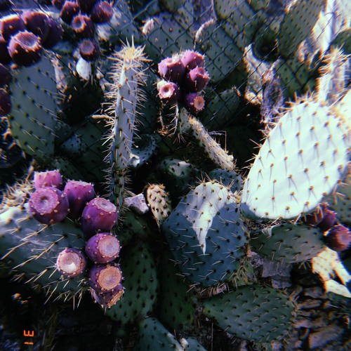 Dreamer - XODOS (Free Download)