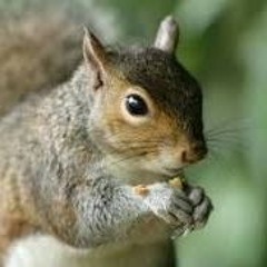 Squirreljam