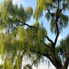 초록색 응원