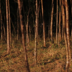 Hërbst w/ The Öbjektz - 301025