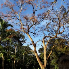 22.11.2021  - Cap. VII - Bem Aventurados os Que Tem Puro o Coração - Vinde a Mim as Criancinhas (3)