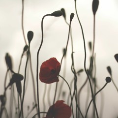 Reflection Of Honor