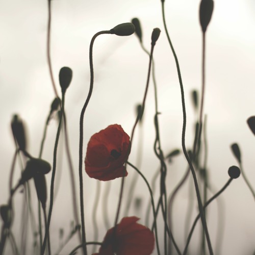 Reflection Of Honor