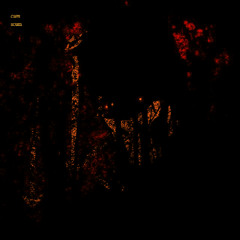 SCUM (VIP CLIP)