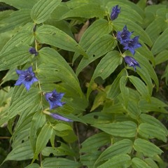 ⋆˙⟡ downtempo mix ⟡˙⋆ w/ Ascha