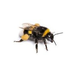 Flight of the Bumblebee