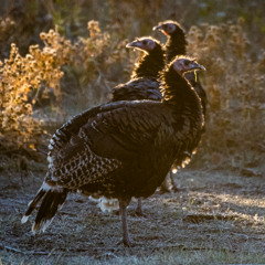 Panhandle Afield: Fall Turkey Hunting