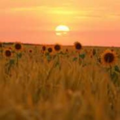 Kansas heart