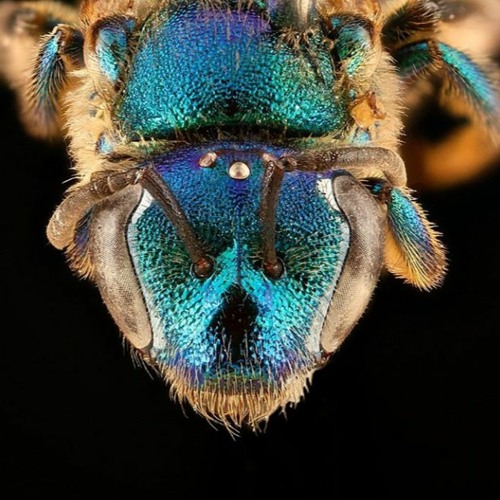 Why bees, and female bee keepers, are so important, insights with Samantha Parsons, Cape Clear