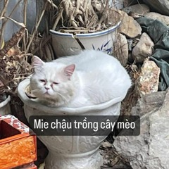 Vẫn là ngon nhưng mà meo meo :D