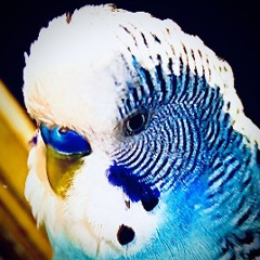 Bird Faced Bird