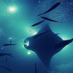 Best Manta Magic Night Ray Snorkel At Village Tours Review