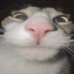 goofy ahh cat theme