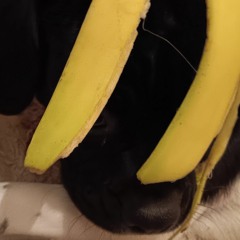 monkeyshitnoob