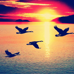 Viscrl - Movement Order