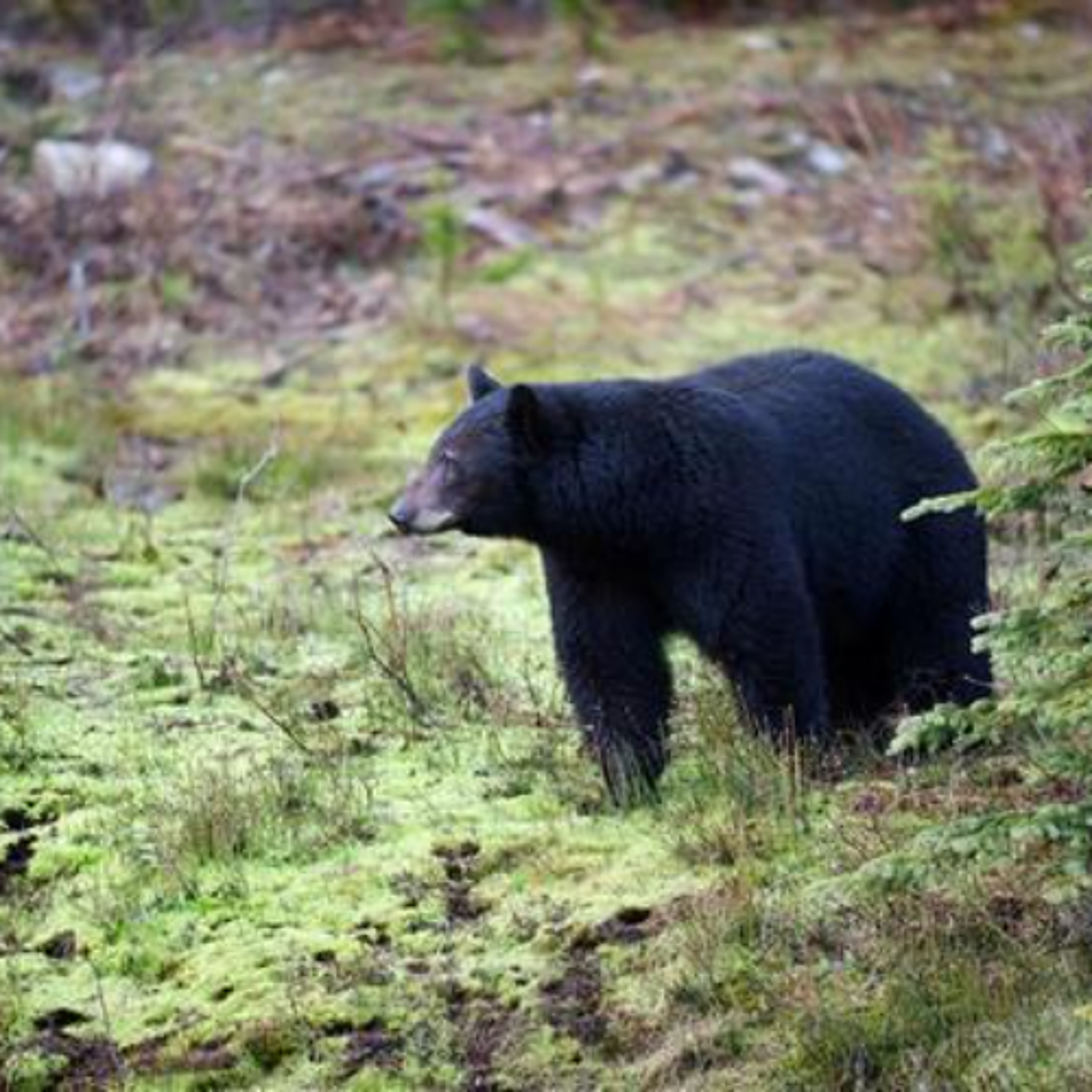 Black bears break into Jackson Hole shed, one euthanized, one captured and released Black bears break into Jackson Hole shed, one euthanized, one captured and released