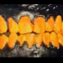 happy macher (shot on iphone)