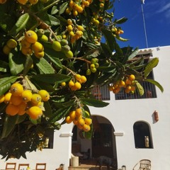Buscatell 04 - IBIZA