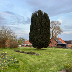 Tree Kruses Garden