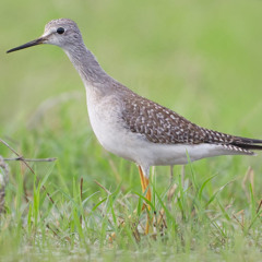 Lesser Yellowlegs taking off, Foz de Sizandro, Torres Vedras, Portugal, 23 October 2025