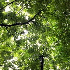 Summer - Gazing(demo)