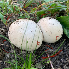 Hard-boiled