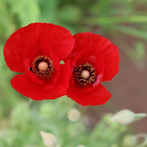 18-‎⁨ماتيسر من سورة ص (وهيب الشيخ)