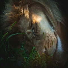 The Lion Sleeps Tonight