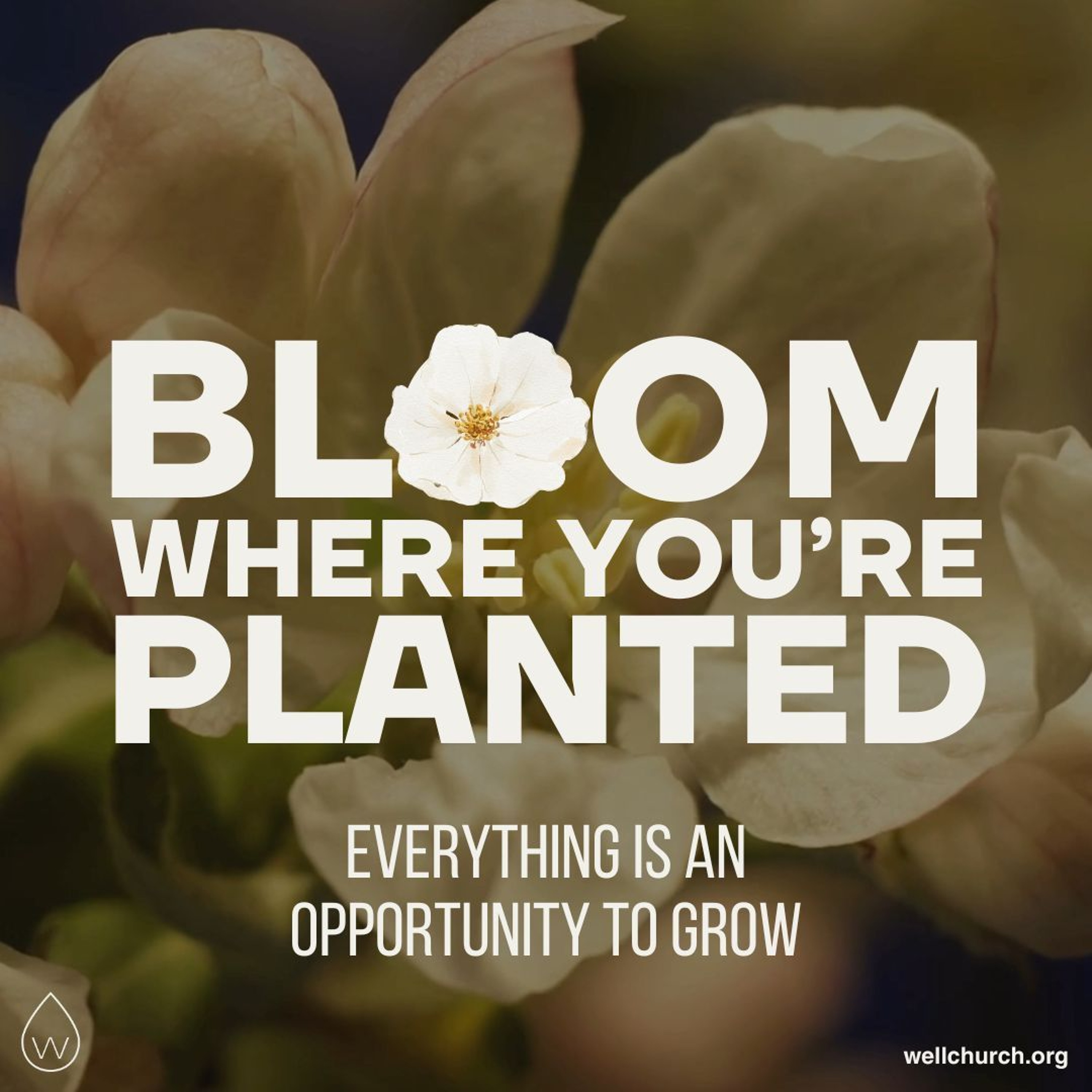 Bloom Where You're Planted | Everything Is An Opportunity to Grow episode artwork