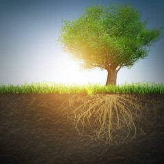 The Art of Attunement Series Aug 2021 - 1 -Working with the Root