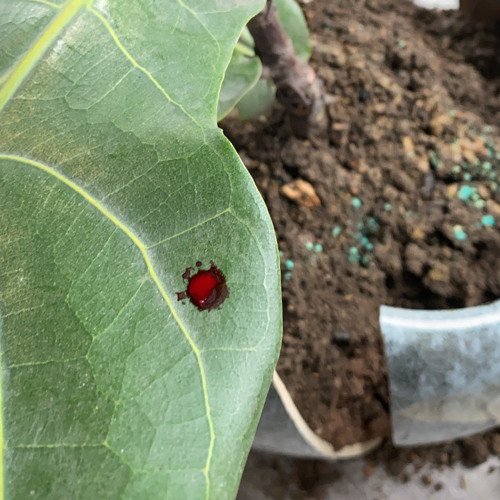 Wonder02 (Bua Bai) - Flava Rube