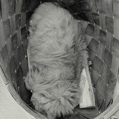 Cat Won't Go