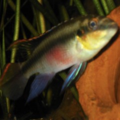 :…:……:…::..::.::::…