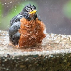 Birdbath