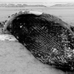 L'Enfant D'la Plèbe - The last whale
