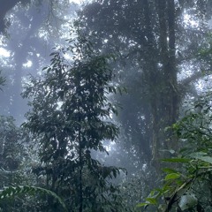Birdy Rain Onset in Cloud Forest, Costa Rica