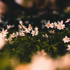 Sway feat. 天深シノ