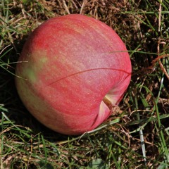 For You (ft. MF DOOM)