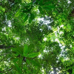 Jungle Gardenia - Cover Version of Mike Oldfield