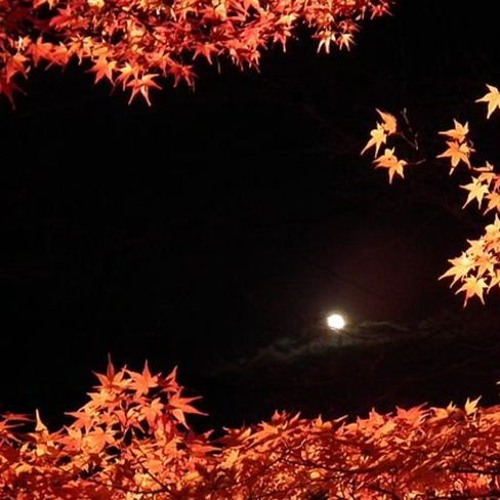 bottleup (prod. under the maple tree)