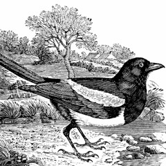 Magpie Madness