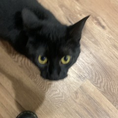 anyone else but you! elliot’s version