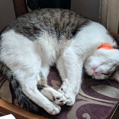 во мне одном рэпа за пятерых фристайл 2025.mp3