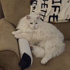 penguins remix Free DL