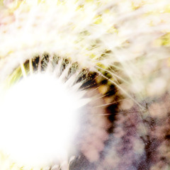 Lim - Key the Crickets