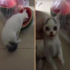 Song that might play when you're a cat eating watermelon