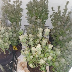 Temple of Boom (Original Mix)