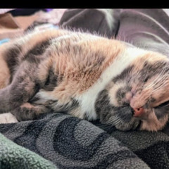 Totmann & Polytox - Pfote geben (original Mix)