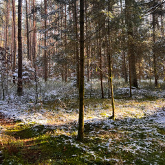 Ein Wald der leise wächst