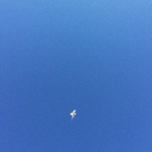 seagull.